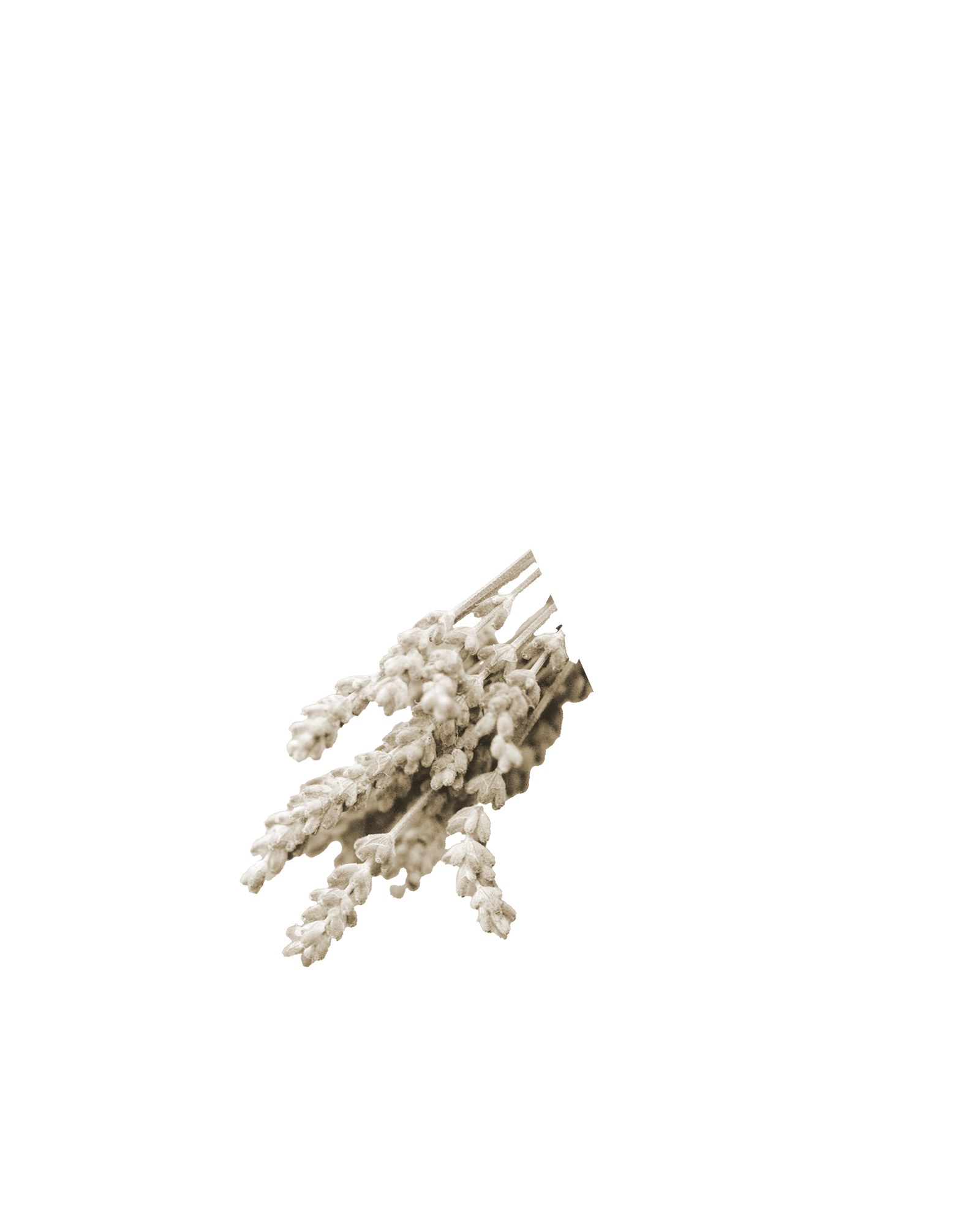 Dry plant, Part of the collage 2