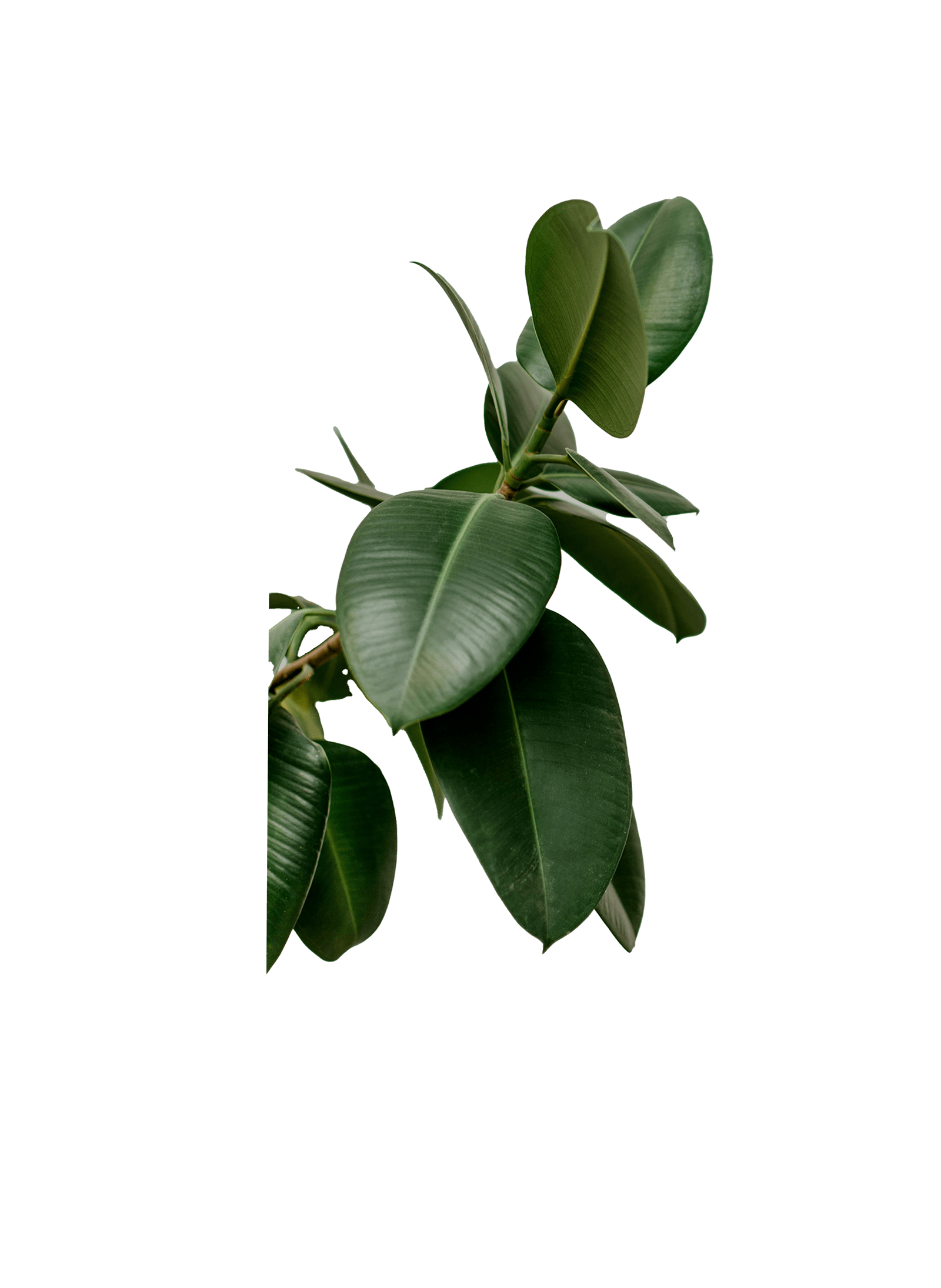 Green leaves, Part of the collage 1